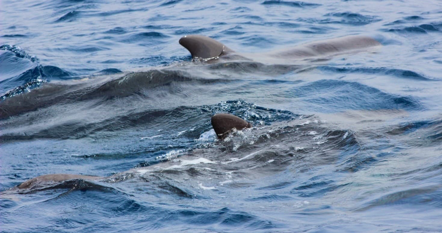 Water Activities & Black Flag Tours: Dolphin & Whale Watching Experience
