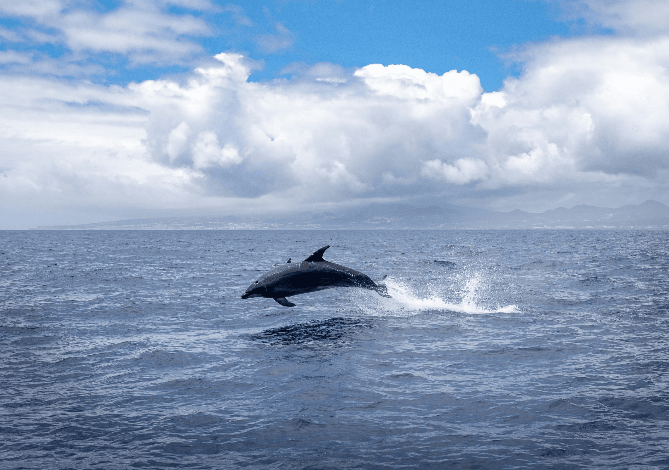 Thousand Islands Eco Cruise: Dolphin & Manatee Tours from Cocoa Beach