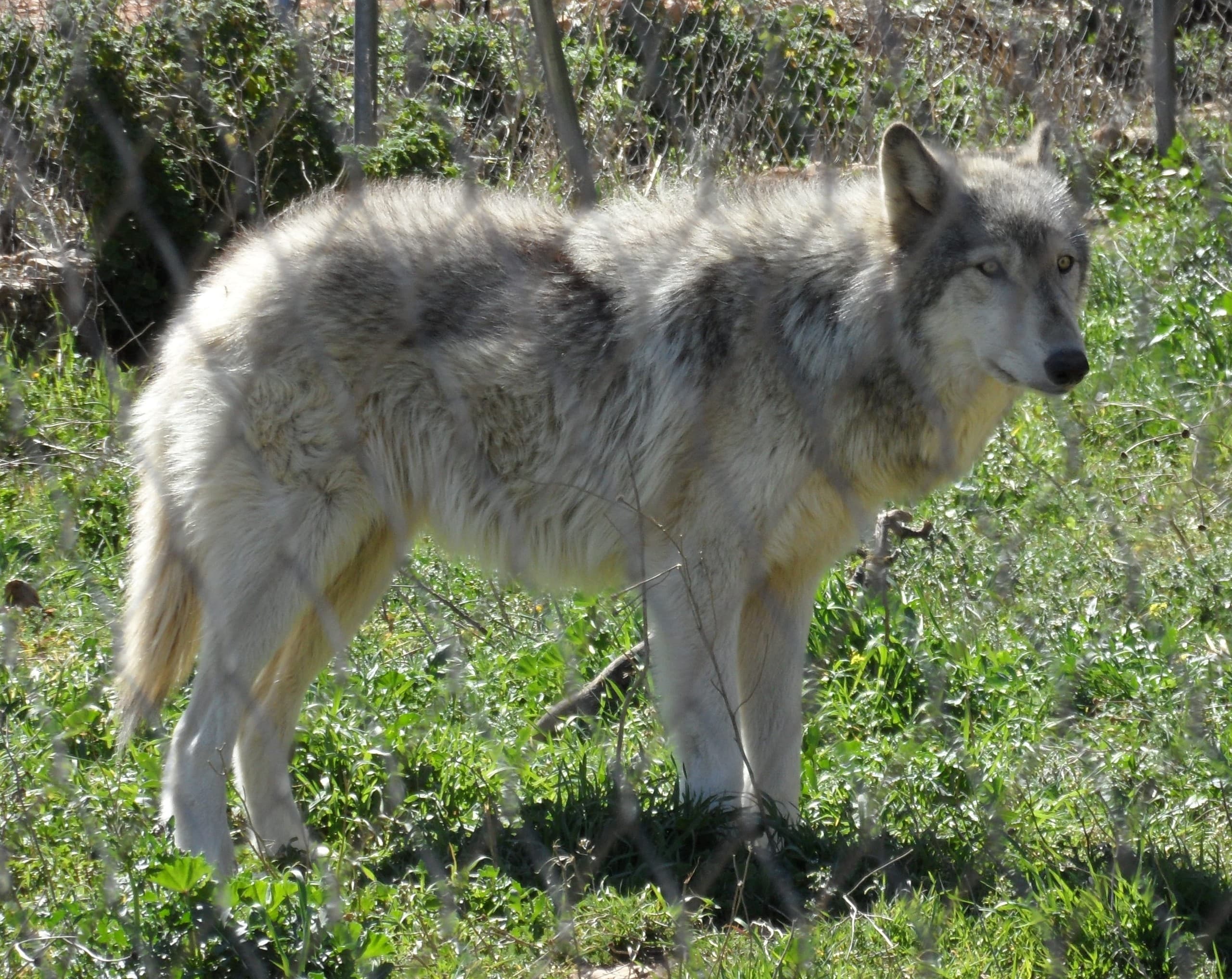 Wolf Walk: One-Hour Up-Close Wolf Encounter in a Private Setting