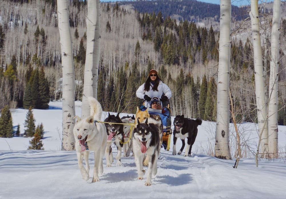 Half Day Mushing with Snow Buddy Sled Dog Adventures in Oak Creek