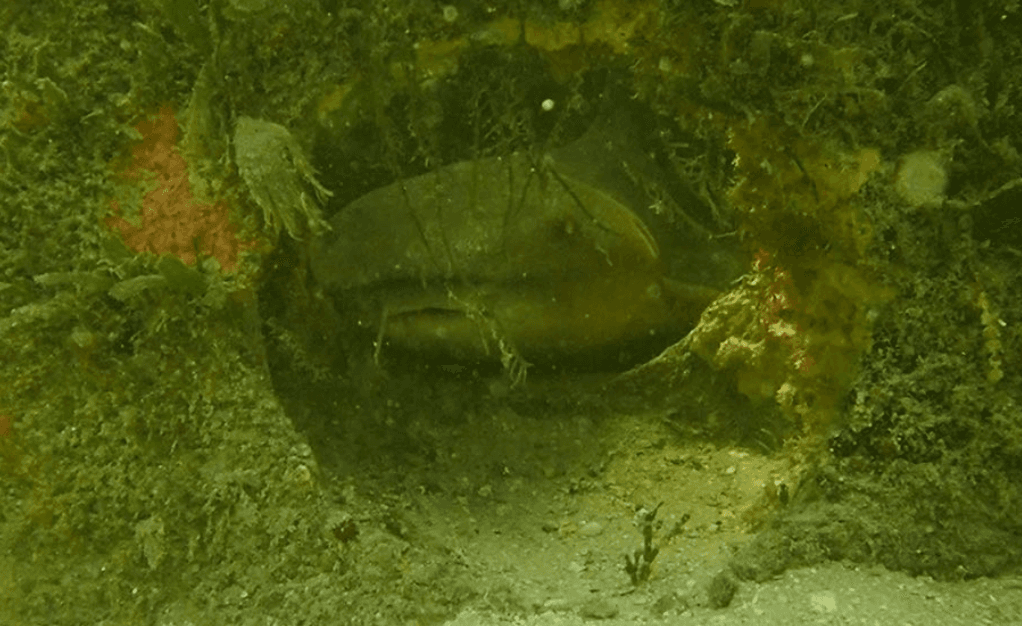 Pumpkins & Reef Balls: Hernando Beach Halloween Dive photo 4