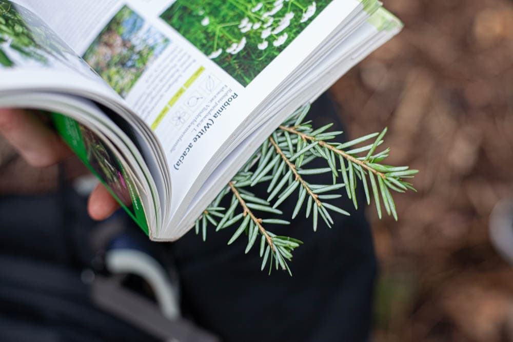 Foraging Leersums Veld: 4-Day Edible and Medicinal Plants Workshop near Leersum