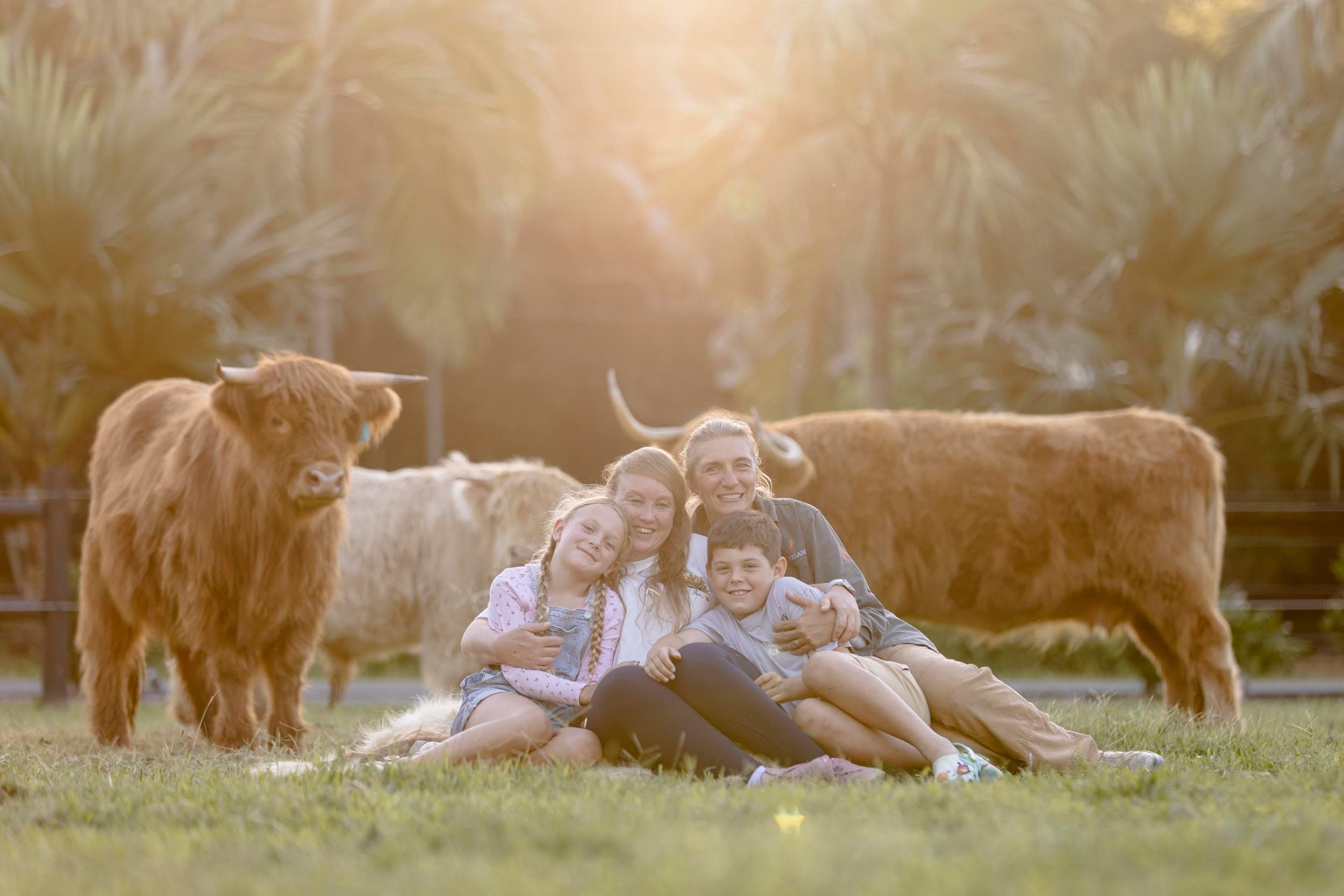 Intimate Highland Cow and Mini Shetland Pony Photo Sessions at Bexland photo 2