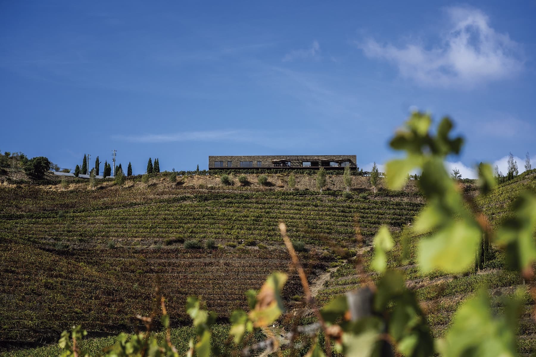 Vineyard hillside with tasting room and blue sky vista