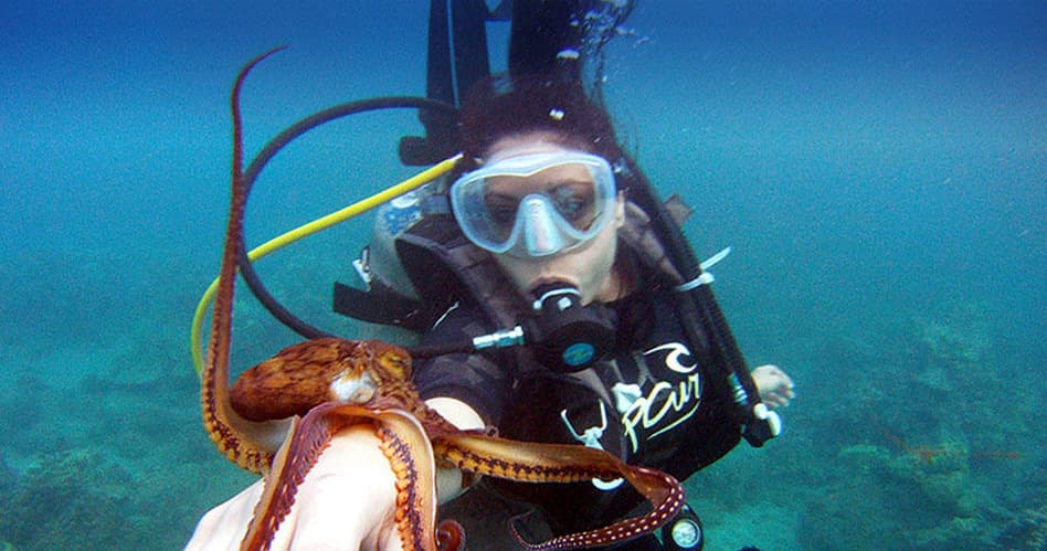 Scuba diver underwater holding octopus near coral reef