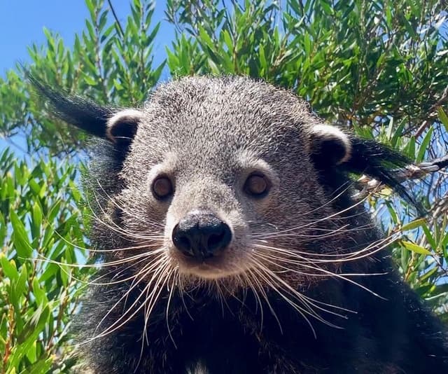Meet and Feed a Bearcat in Bonsall, California