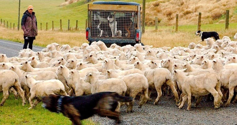 Land Adventures at Lees Valley with Koru Scenic Tours