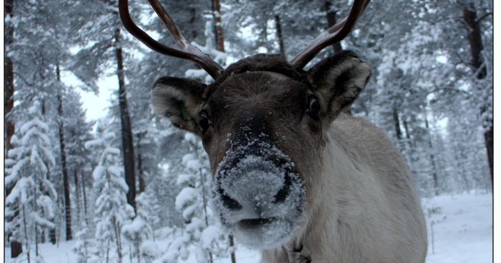 Wildlife Nature & Sámi Culture at Wilderness Hotel Nellim