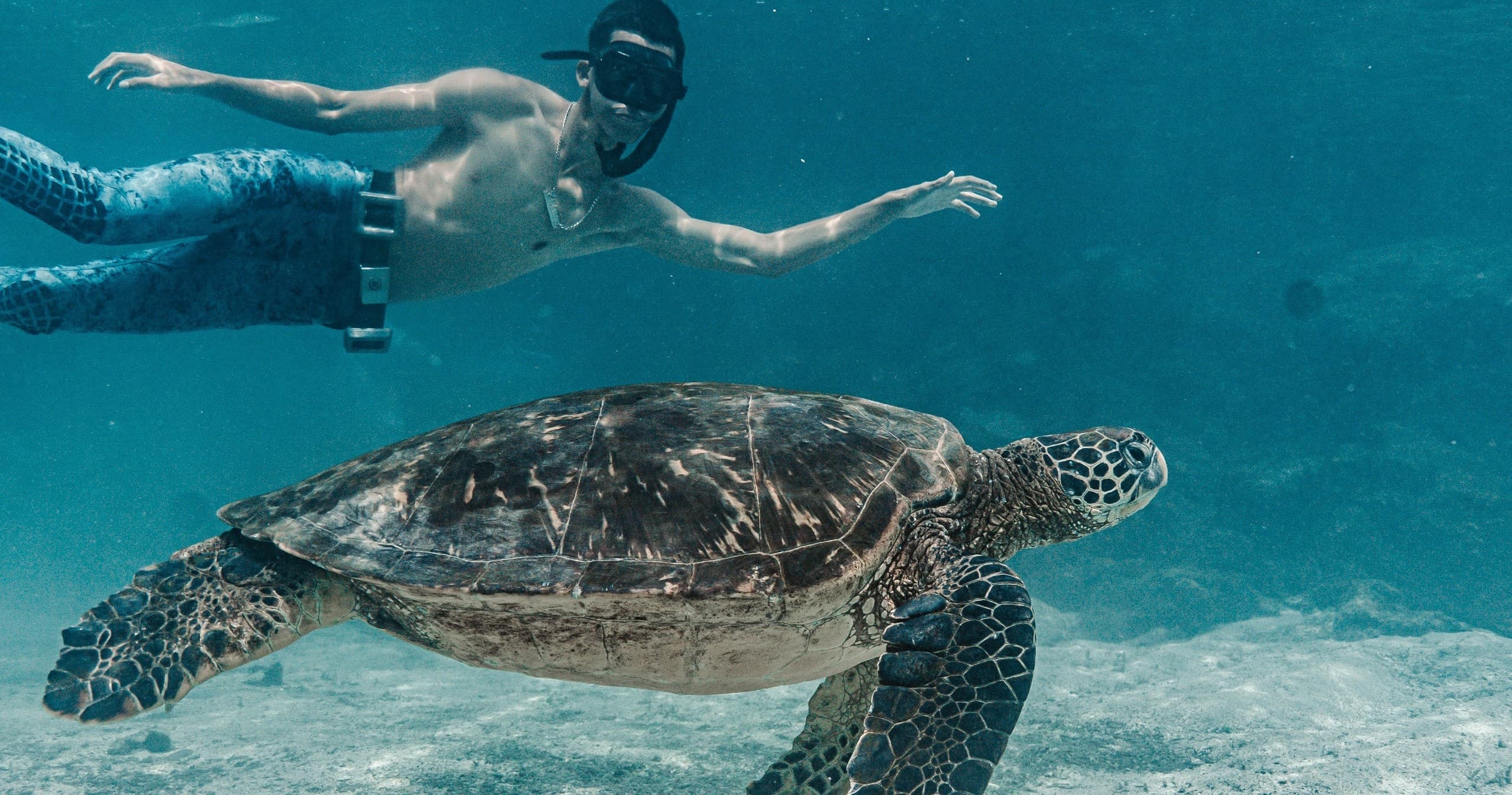 Learn Freediving in Biscayne Bay: Curso Básico FGC Nivel 1 at Crandon Park