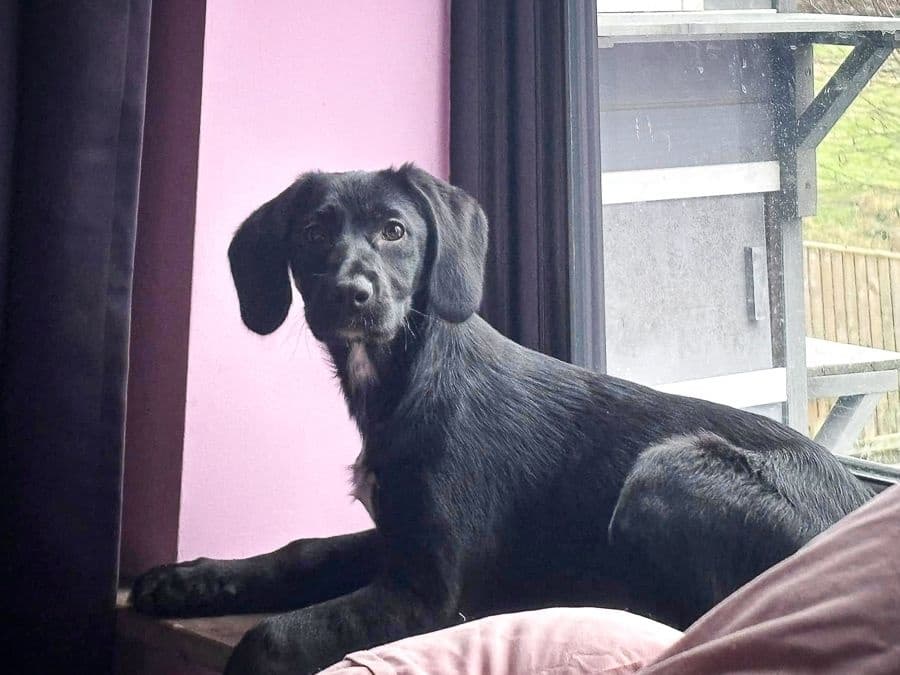 Dog Boarding with Poppy's Perfect Pups: Safe Overnight Care