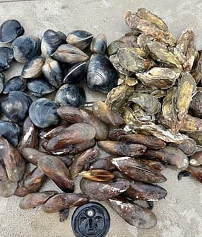 Harvest Oysters in Charleston: Oyster Pickin’ Lowcountry Marsh Tour photo 1