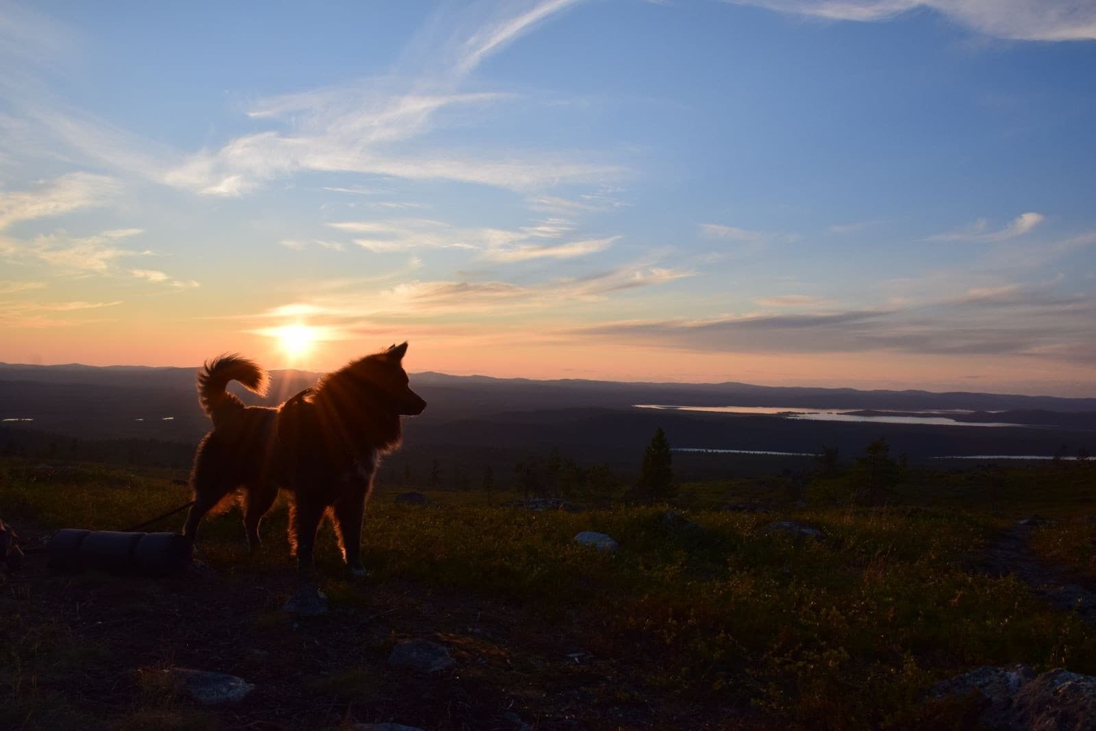 Meet Finland's Taimyr Sled Dogs: Taymir Farm Visit Near Ivalo