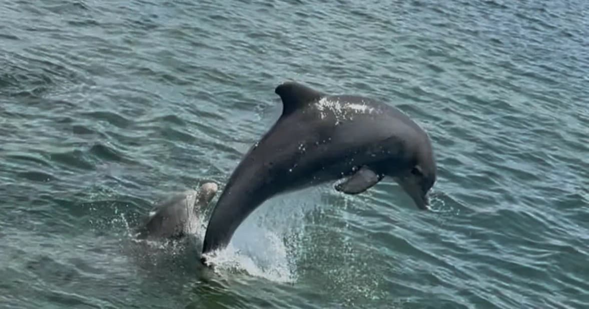 Explore Anna Maria Island: Unforgettable 2-Hour Dolphin and Wildlife Tour