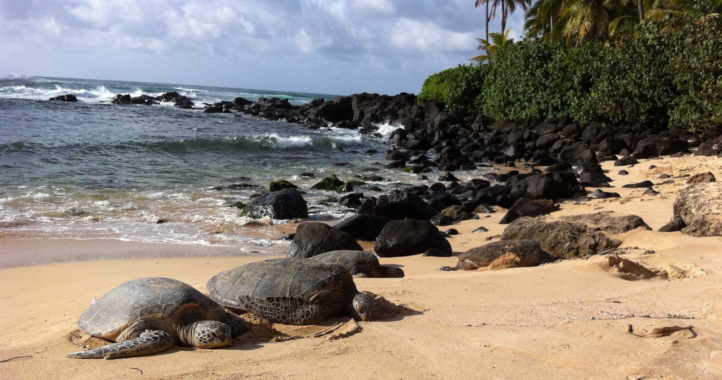 Hawaiian green sea turtles resting on black-sand beach
