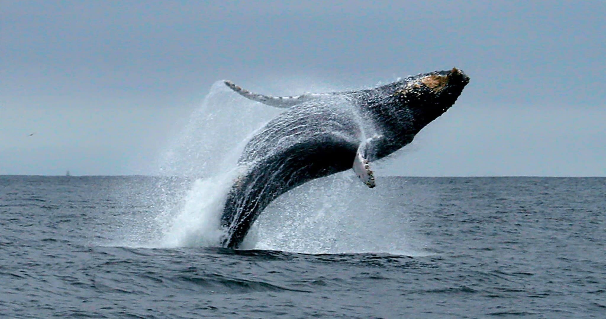 Humpback whale breaching dramatically off the California coast
