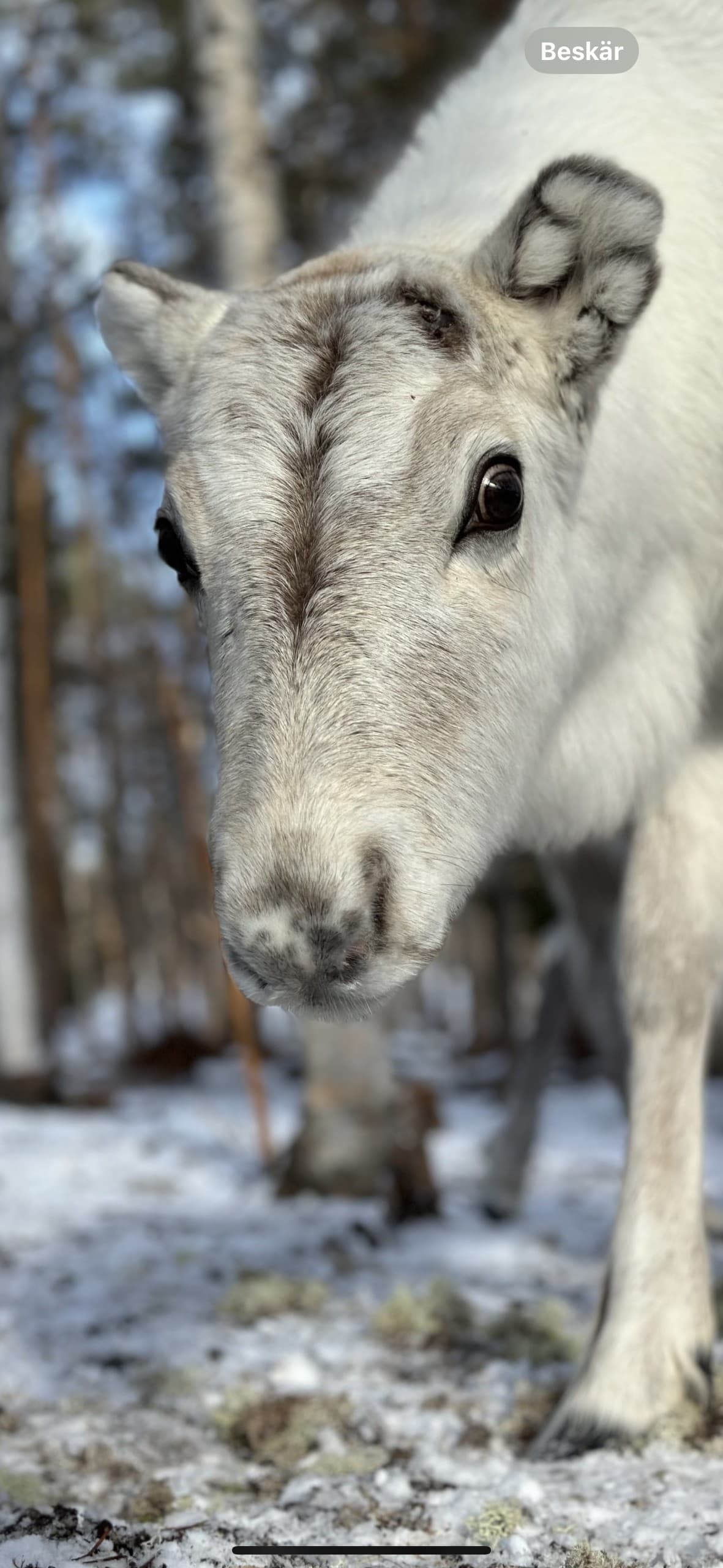 Feed Reindeer at Skabram: Sámi Culture & Arctic Forest Experience in Jokkmokk photo 2