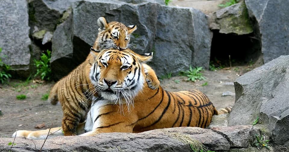 Up-Close Animal Encounters at Plumpton Park Zoo, Rising Sun