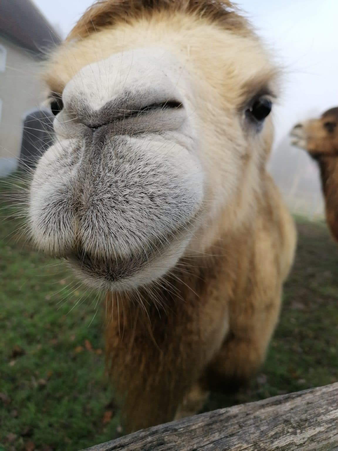 Guided Camel Rides in Oberlausitz: Family-Friendly Camel Trek near Görlitz