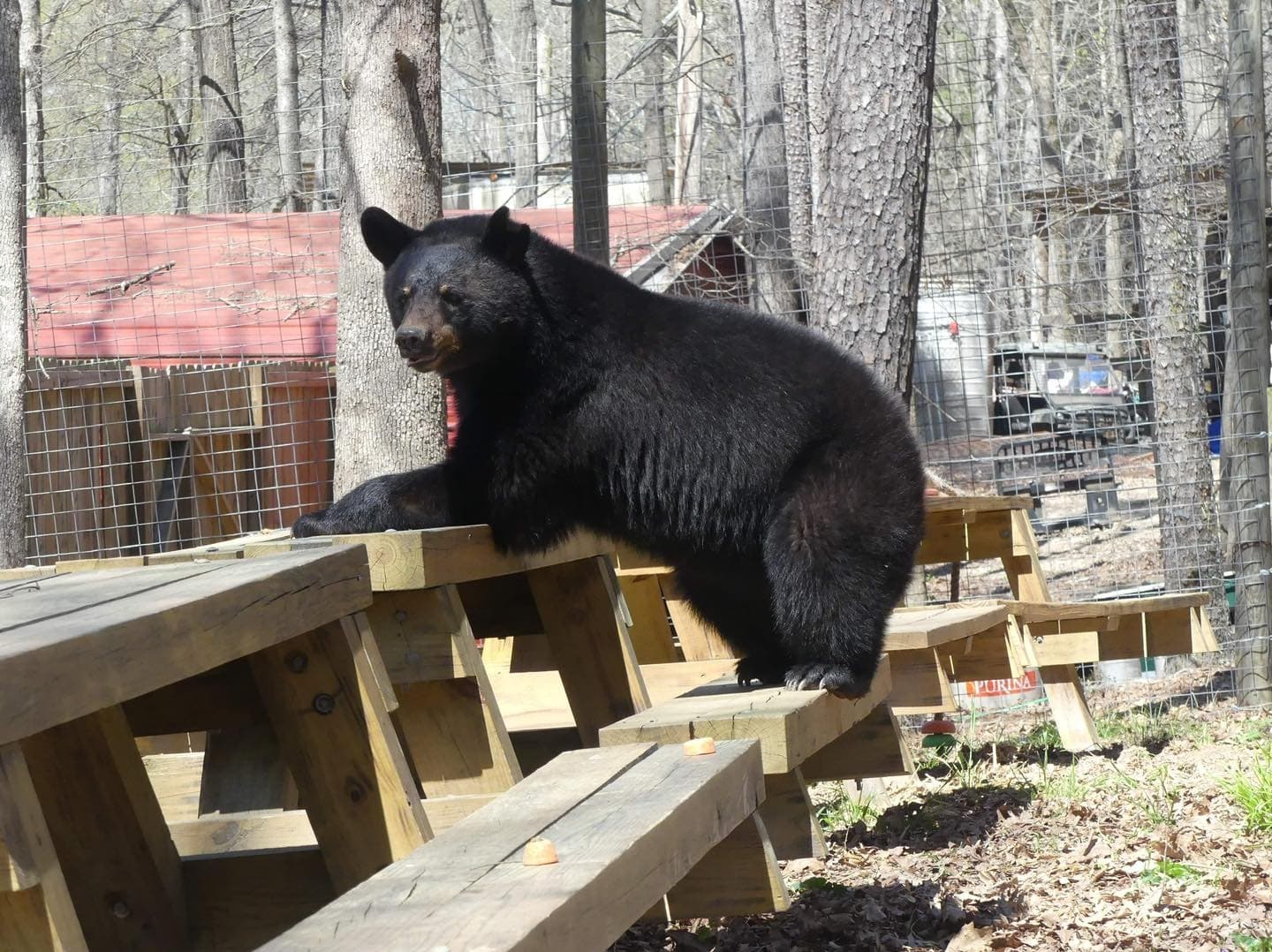 Wildlife Encounters at Yellow River Sanctuary, Lilburn, GA