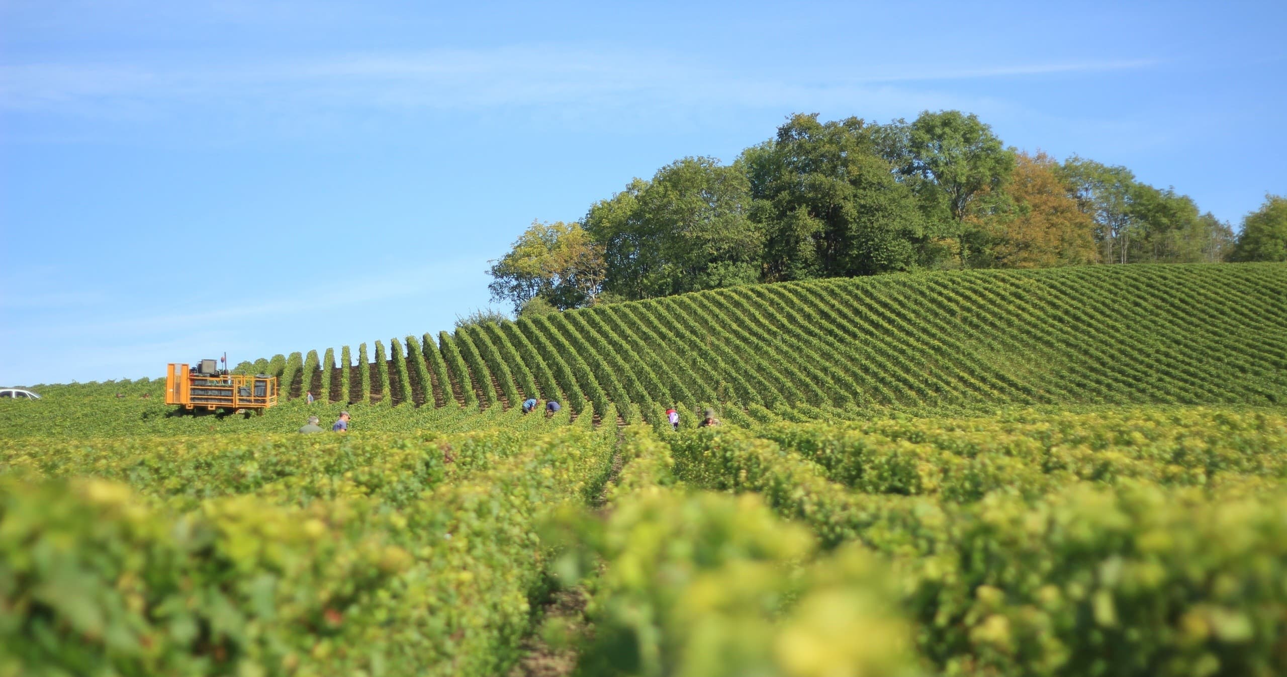 Rolling vineyard hills with tractor during grape harvest, scenic