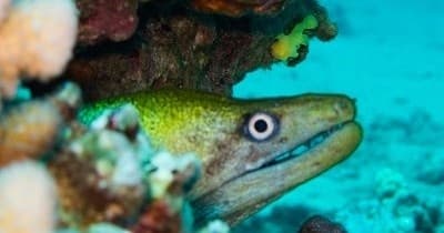 Advanced Open Water Diving with Prodiver Maui in Kihei