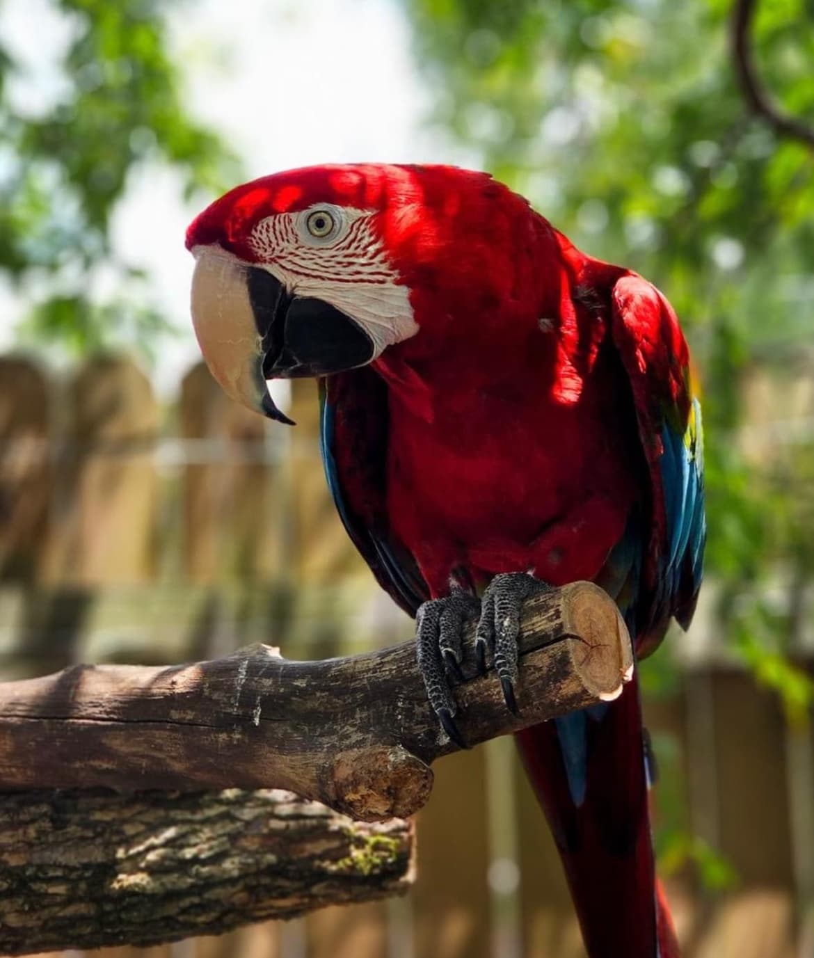 Scarlet macaw perched on branch in lush tropical aviary setting