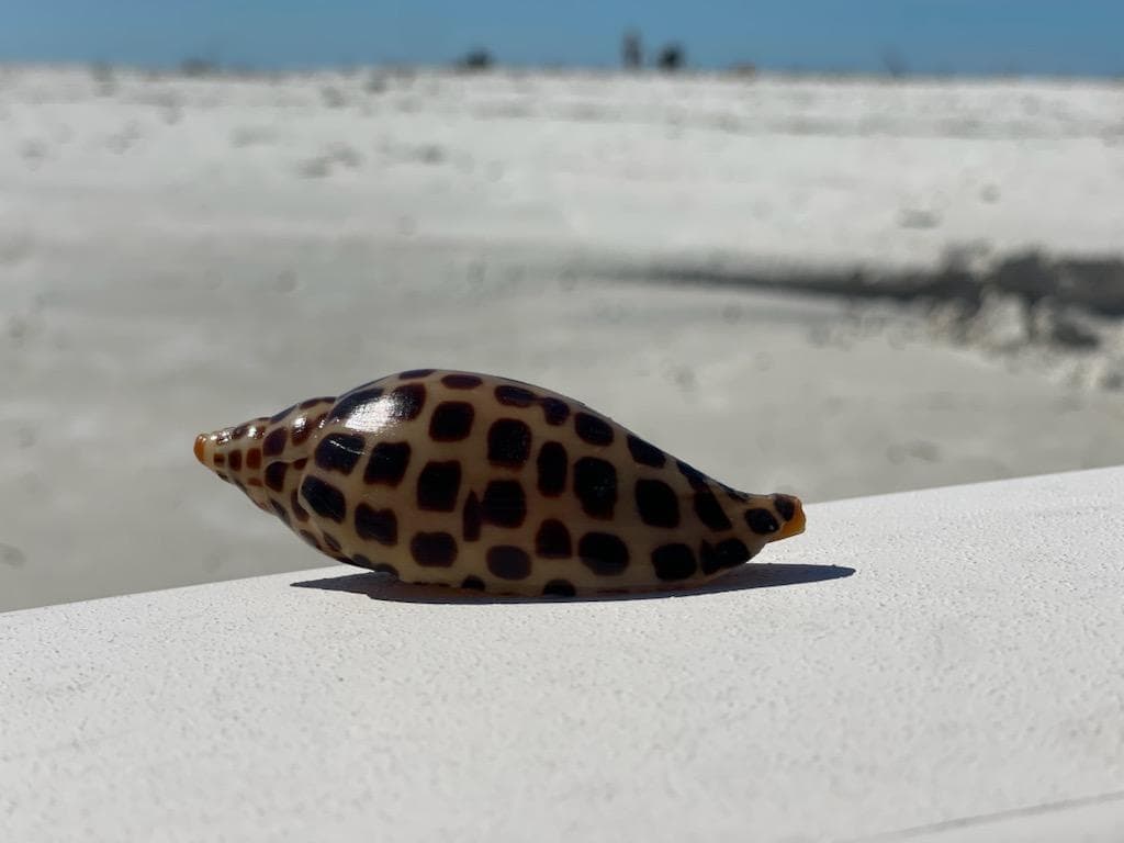 Water Activities at Sand Dollar Boat Tours: Shell Island Opening Day