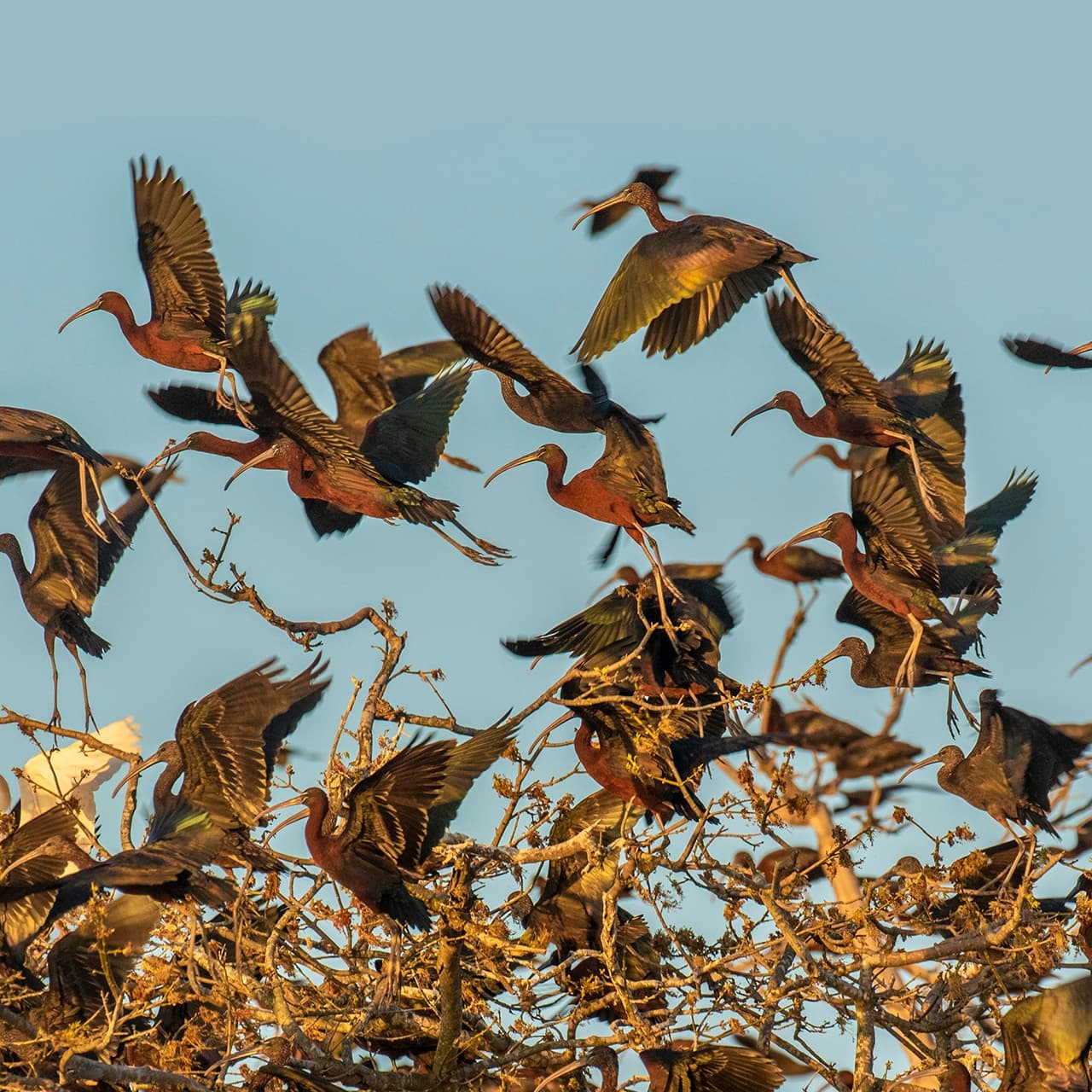 Flock of ibis taking flight from riverside trees at sunset