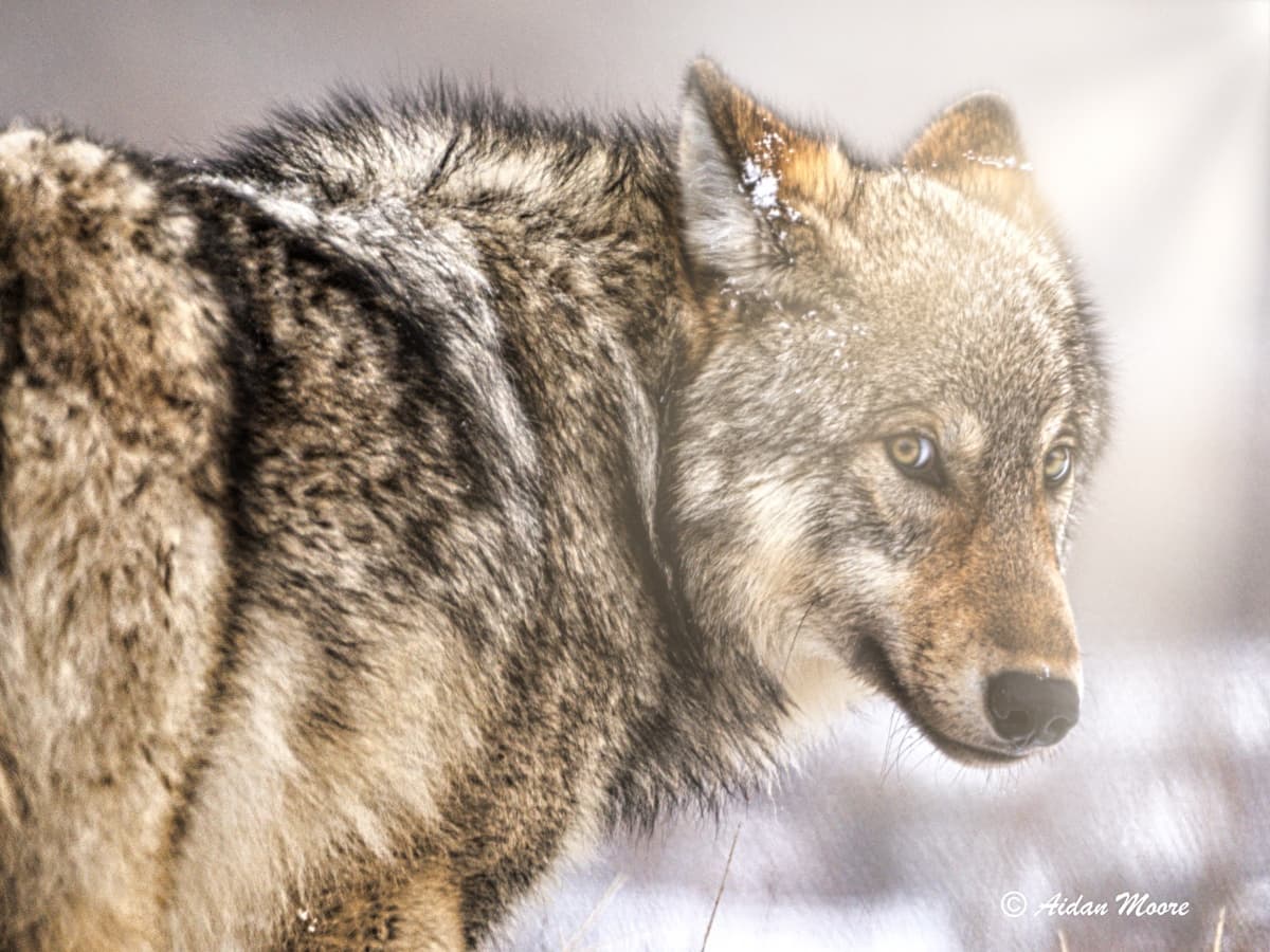 Explore Winter Wildlife and Stunning Landscapes on a Full-Day Tetons Safari