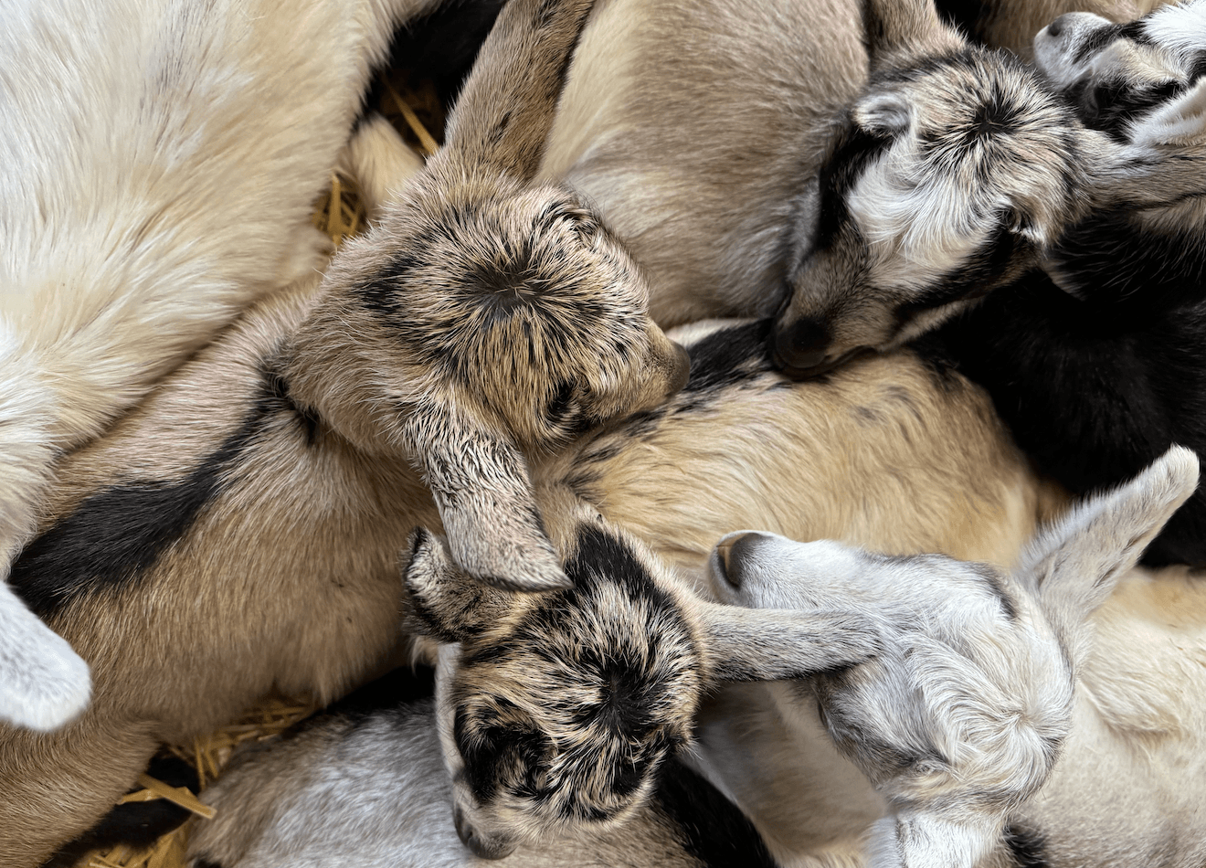 Family Fun with Baby Goats at Harley Farms in Pescadero
