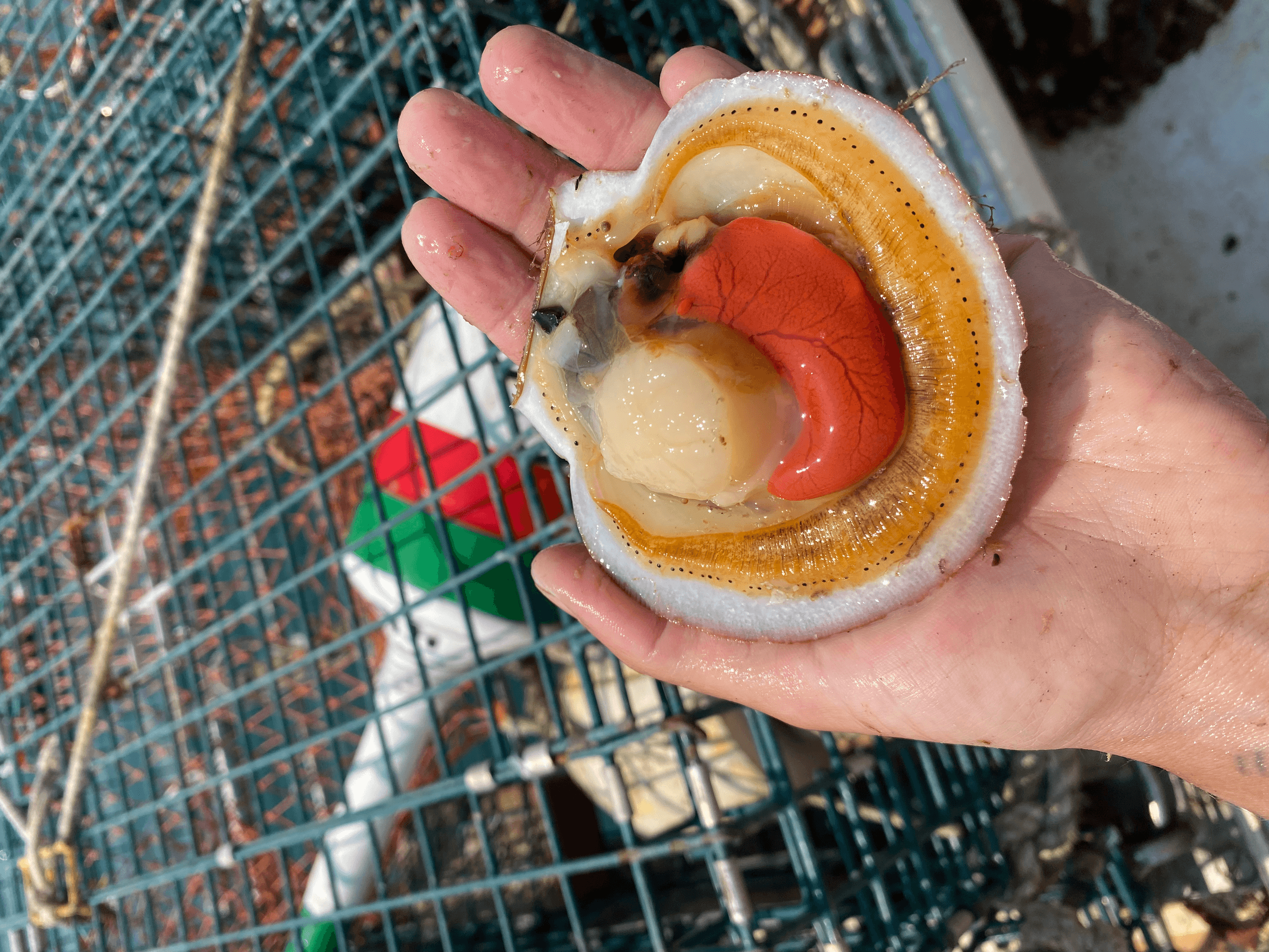 Offshore to Plate: Scallop Farm & Lobster Boat Tour from Southwest Harbor
