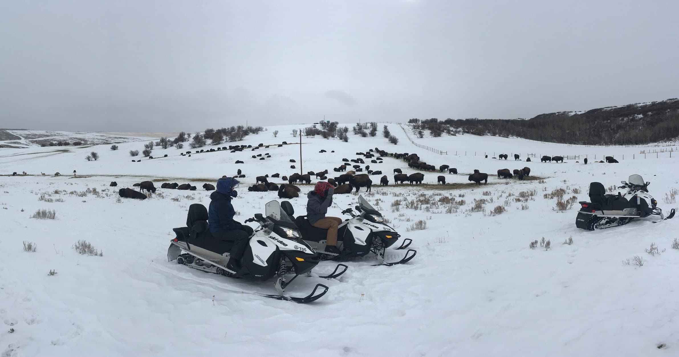 2 Hour Snowmobile Adventure with Bison Sightings in Oak Creek, CO