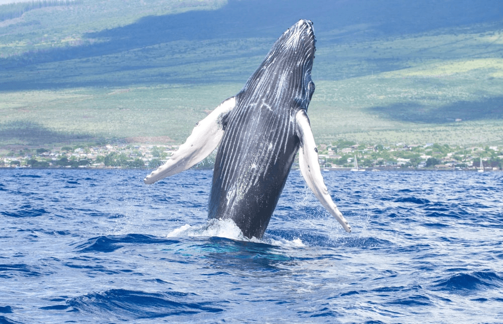 Boat Tour in Maalaea, Hawaii