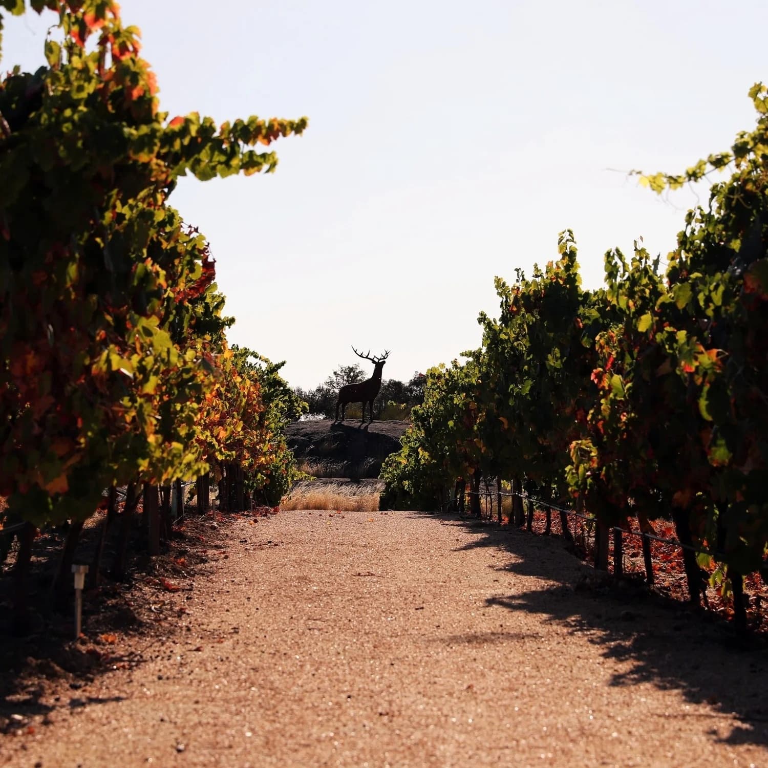 Discover Portugal’s Grape Varieties with Herdade da Rocha’s Monovarietal Wine Tasting