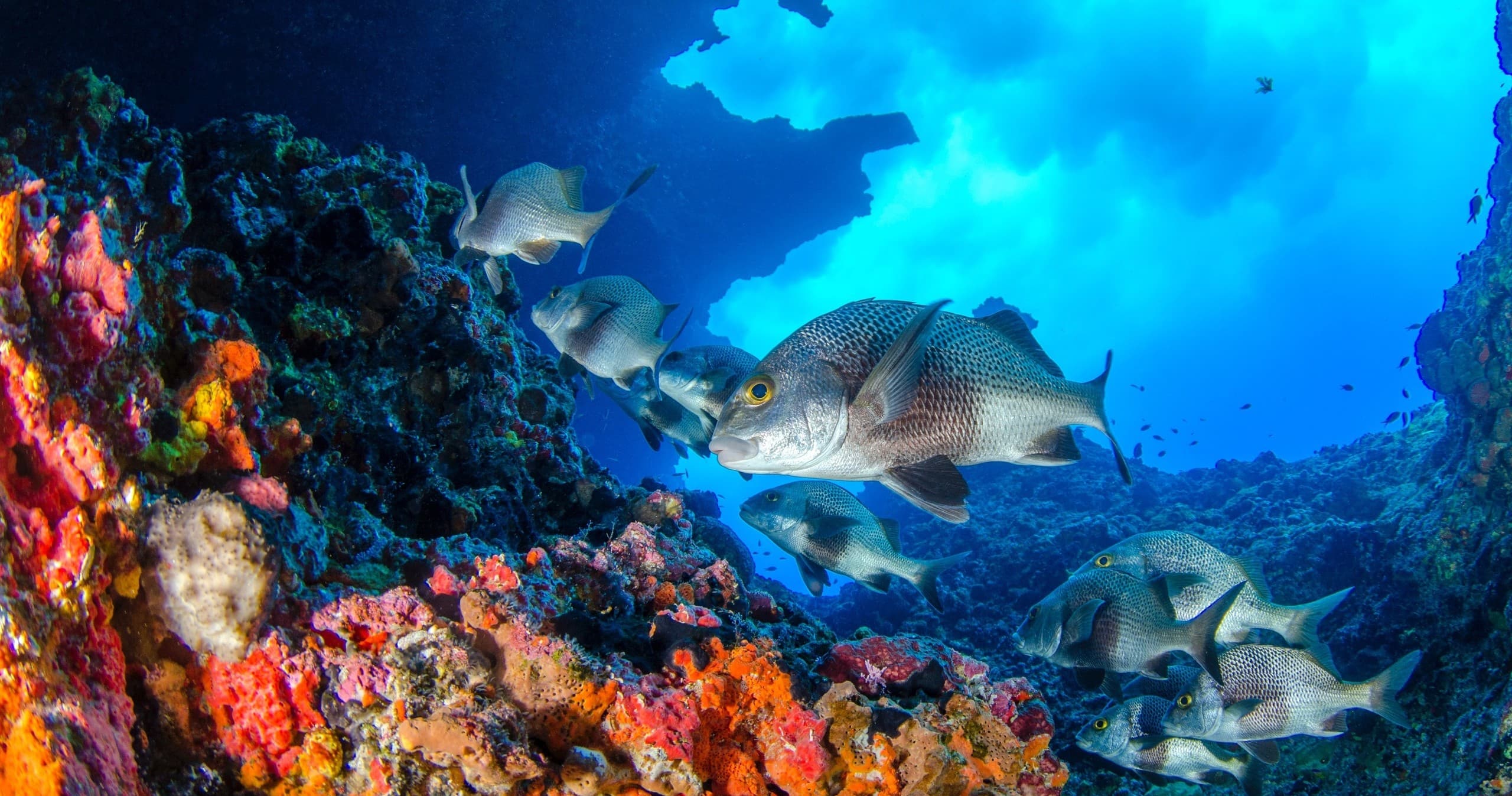 Colorful coral reef with schooling fish snorkeling or scuba diving