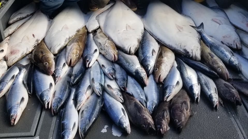 Big Butt Charters’ Multi-Species Trip in Homer, Alaska