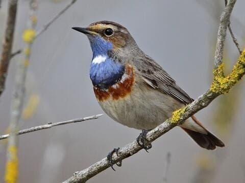 Spring Bluethroats and Coastal Waders of Texel: 4-Day Migration Birding Tour