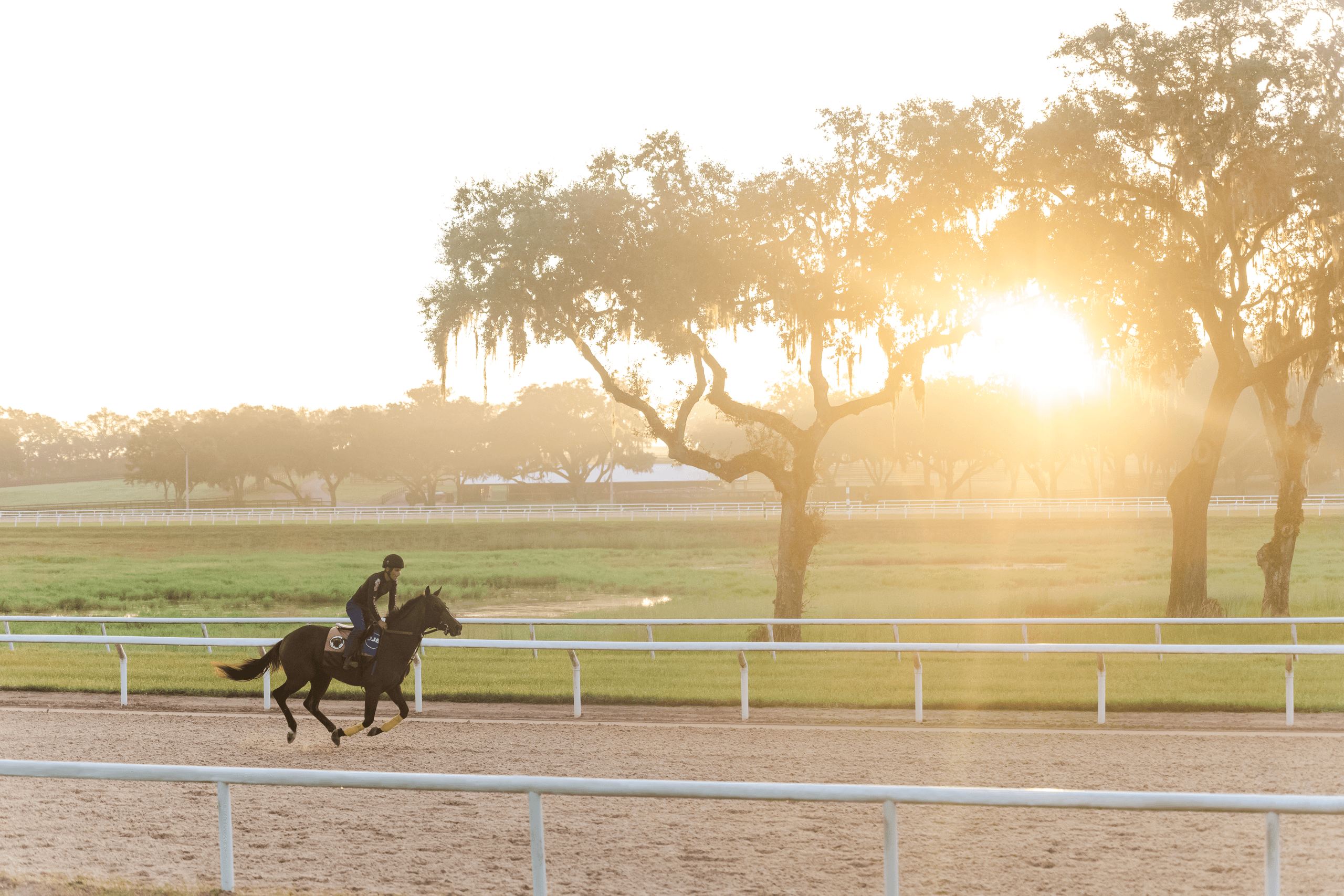 Inside Oak Ridge Training Center: Tour a Working Thoroughbred Farm Near Bronson, FL