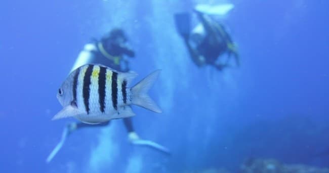 Striped sergeant fish foreground with divers blurred in blue ocean