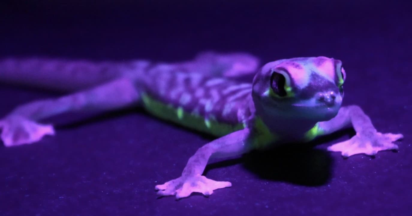 After-Dark Gecko Encounters: Black Light Tour at Gecko Gallery NYC