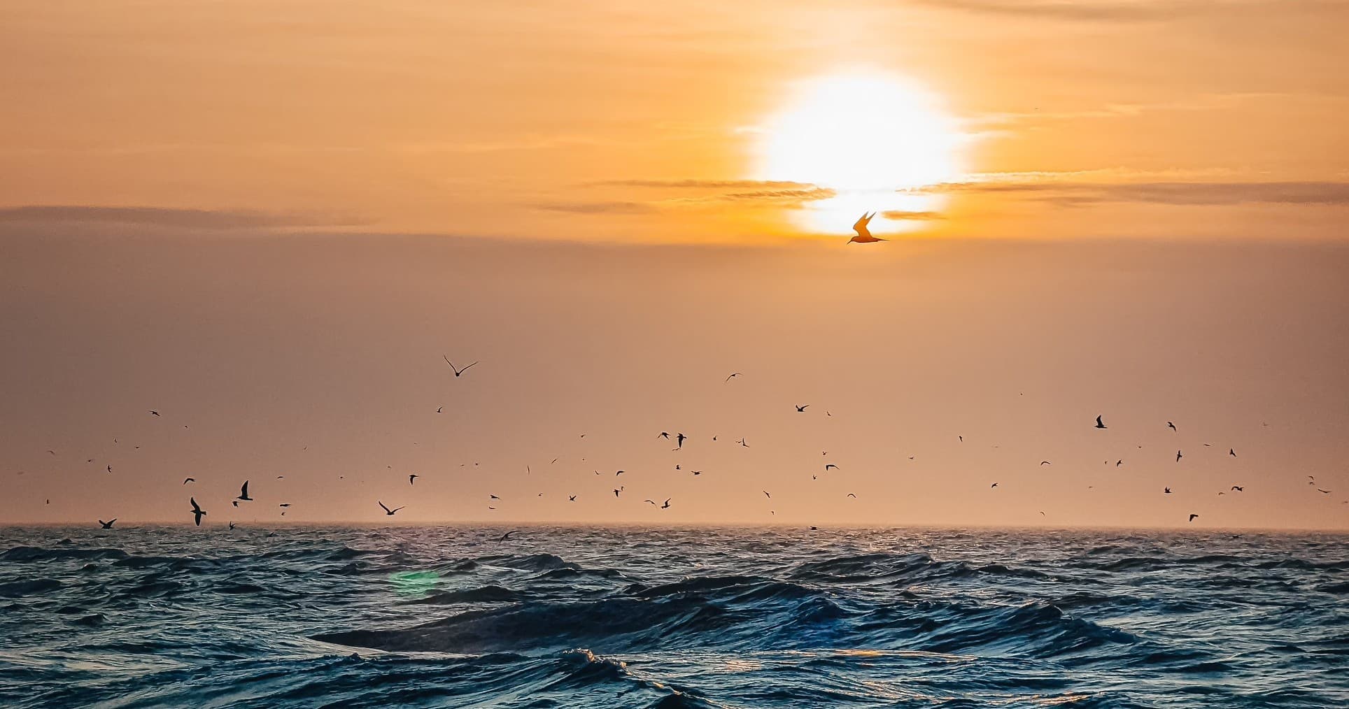 Sunrise over Atlantic Ocean with seabirds off Hilton Head