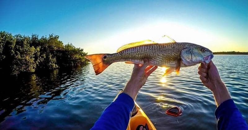 Angler holding fish from kayak at sunset over coastal waters