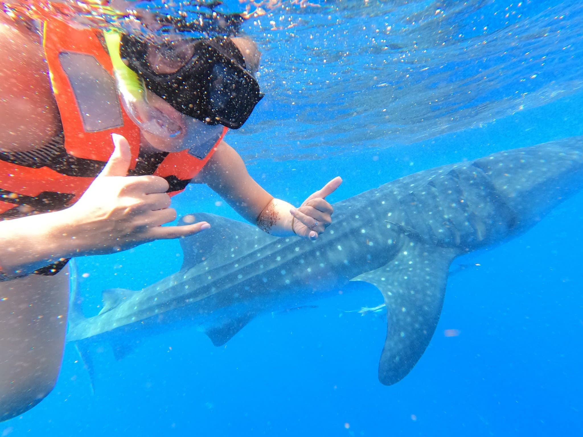 Water Activities: Whale Shark Encounter from Isla Mujeres