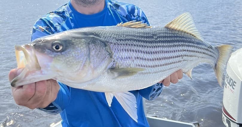 Angler holding striped bass on boat in open coastal waters