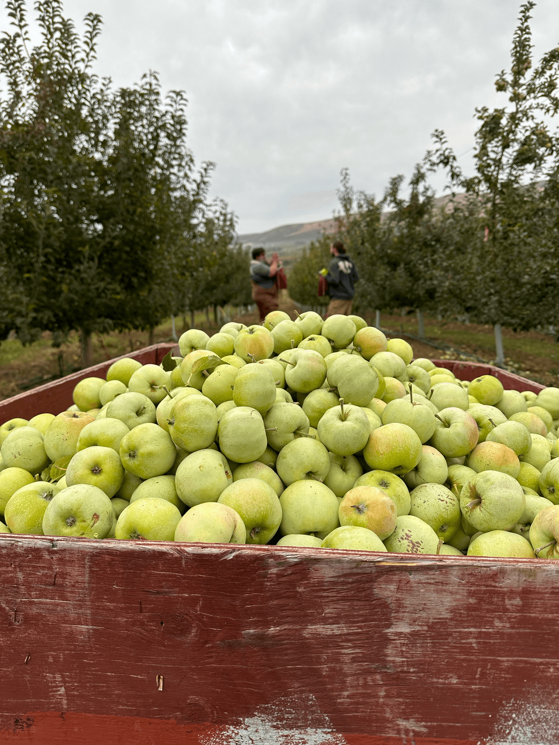 Inside a 3,000-Tree Orchard: Ellensburg Orchard Tour & Craft Cider Insight