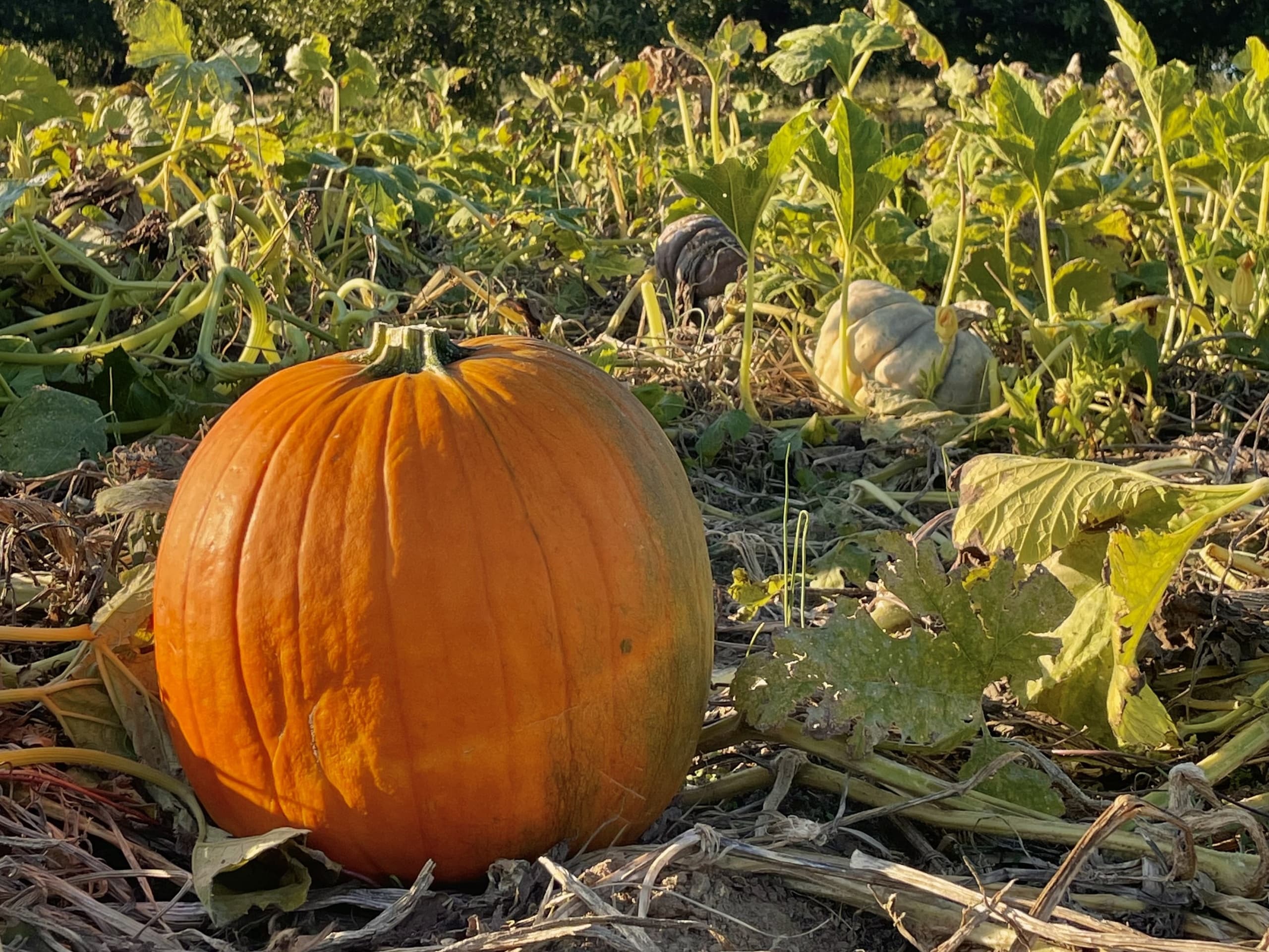 Large pumpkin resting in sunlit pumpkin patch at family orchard