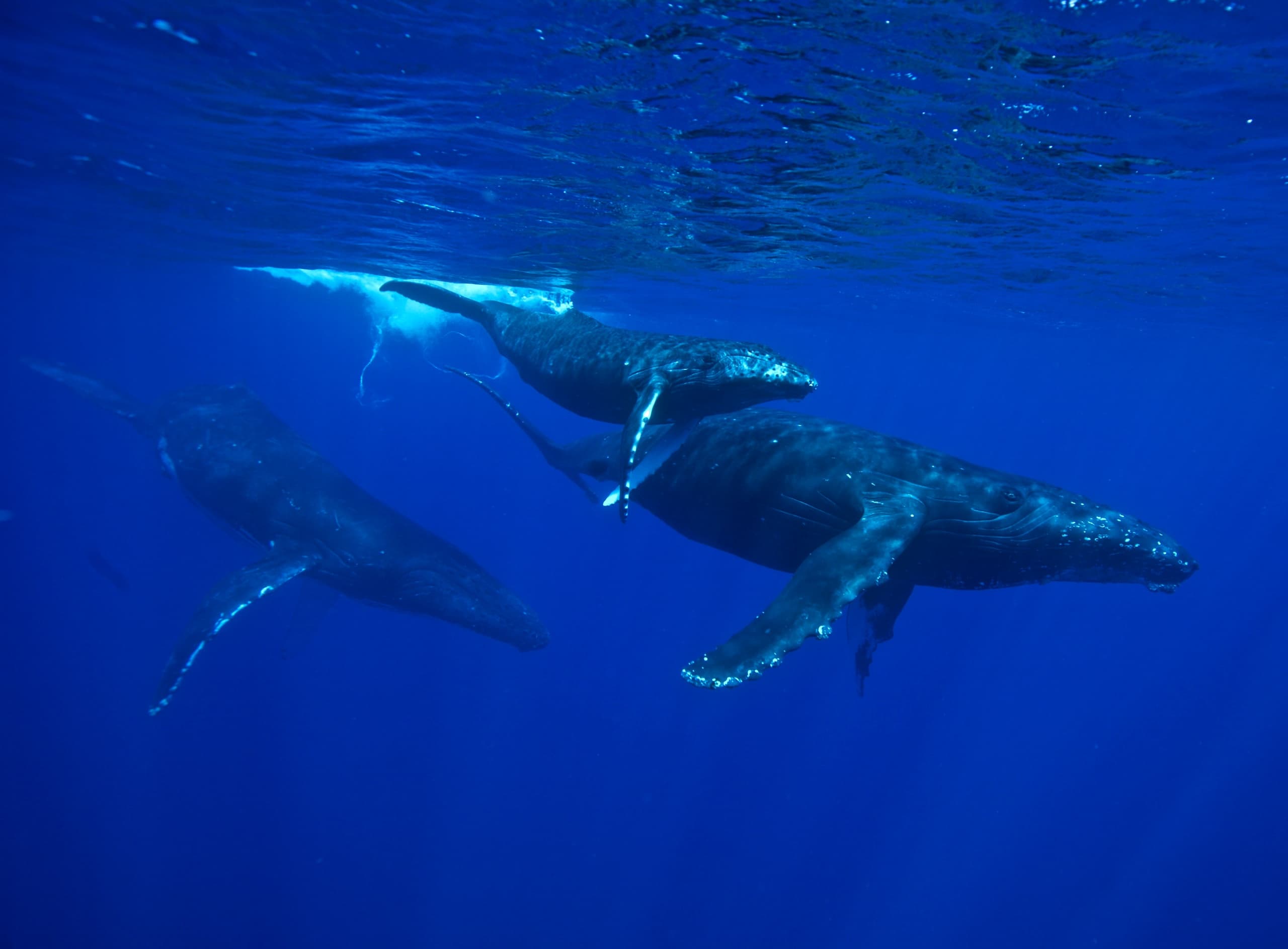 Humpback whales swimming under blue ocean during whale tour