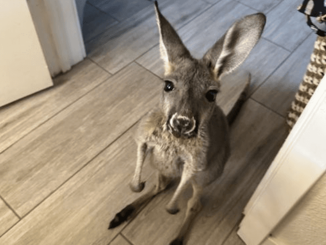 Hands-On Kangaroo Encounters: Ghost Ranch Exotics Full Tour in Marana