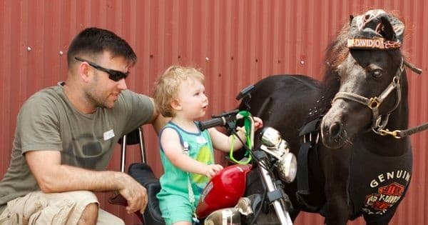 Outdoor Animal Adventure at Land of Little Horses