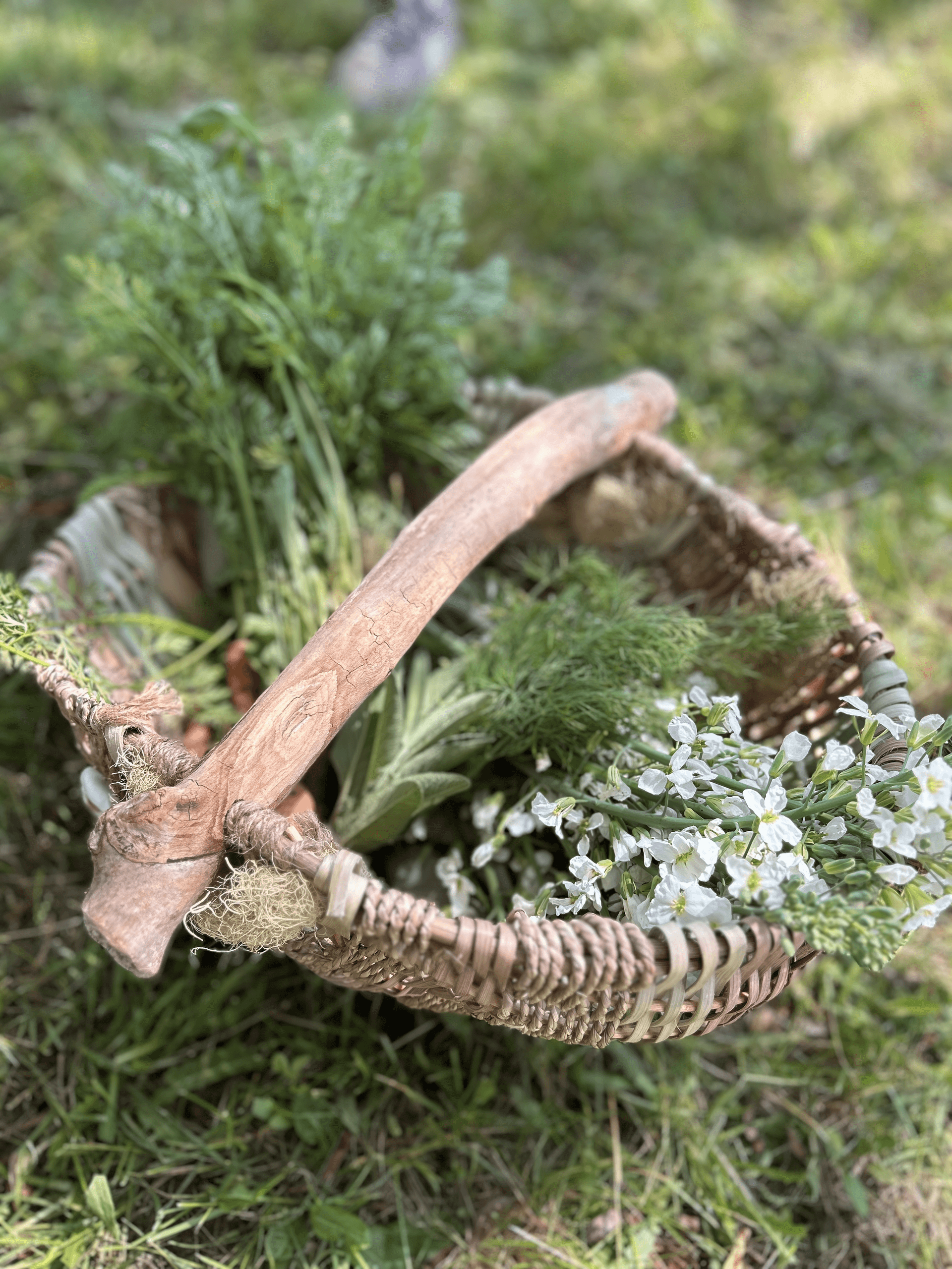 Foraged herbs and wildflowers in woven basket on grassy ground